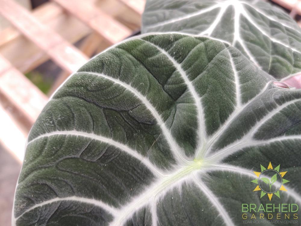 Alocasia 'Black Velvet'