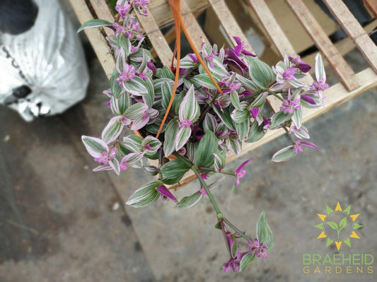 Tradescantia Nanouk Hanging Basket