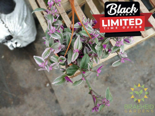 Tradescantia Nanouk Hanging Basket