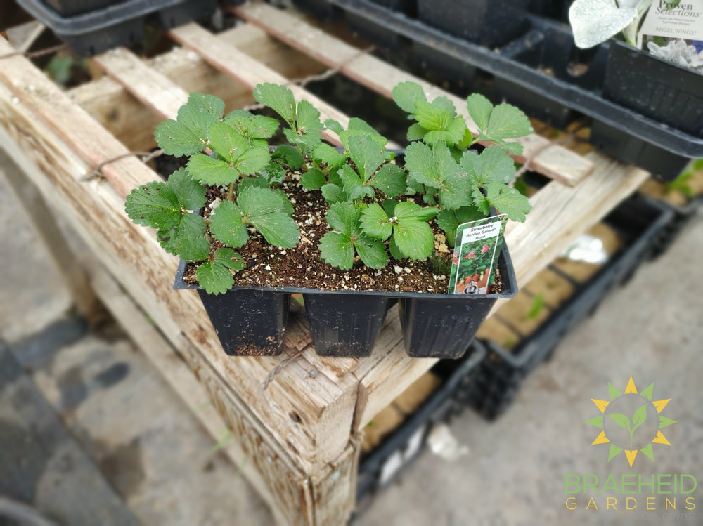 Strawberry berries galore