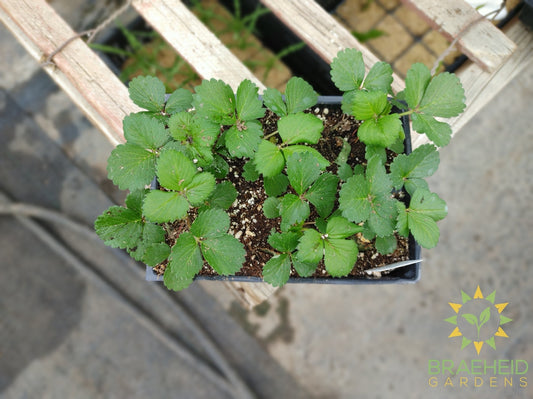 Strawberry berries galore