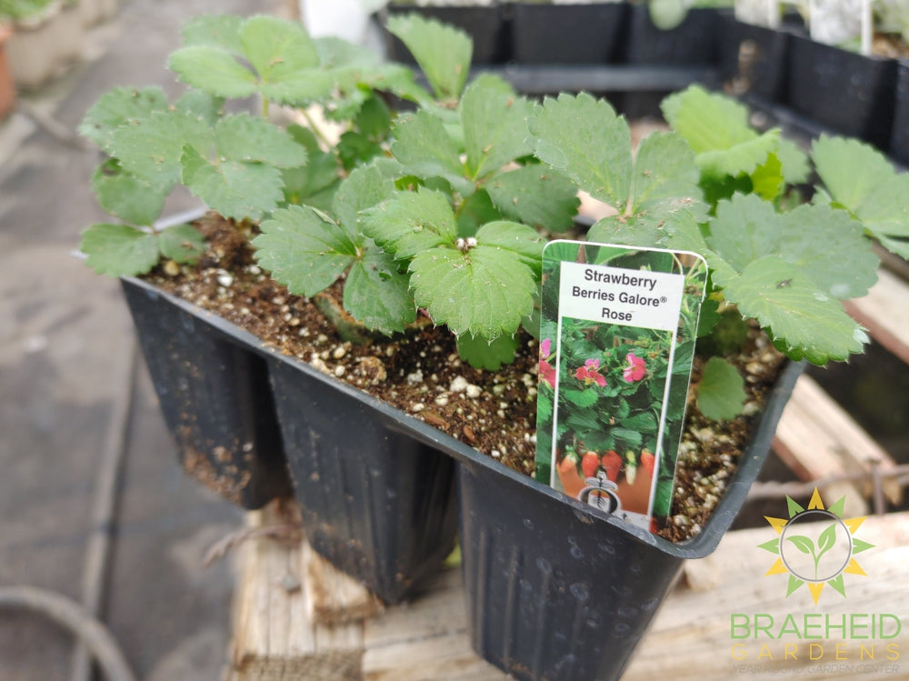 Strawberry berries galore