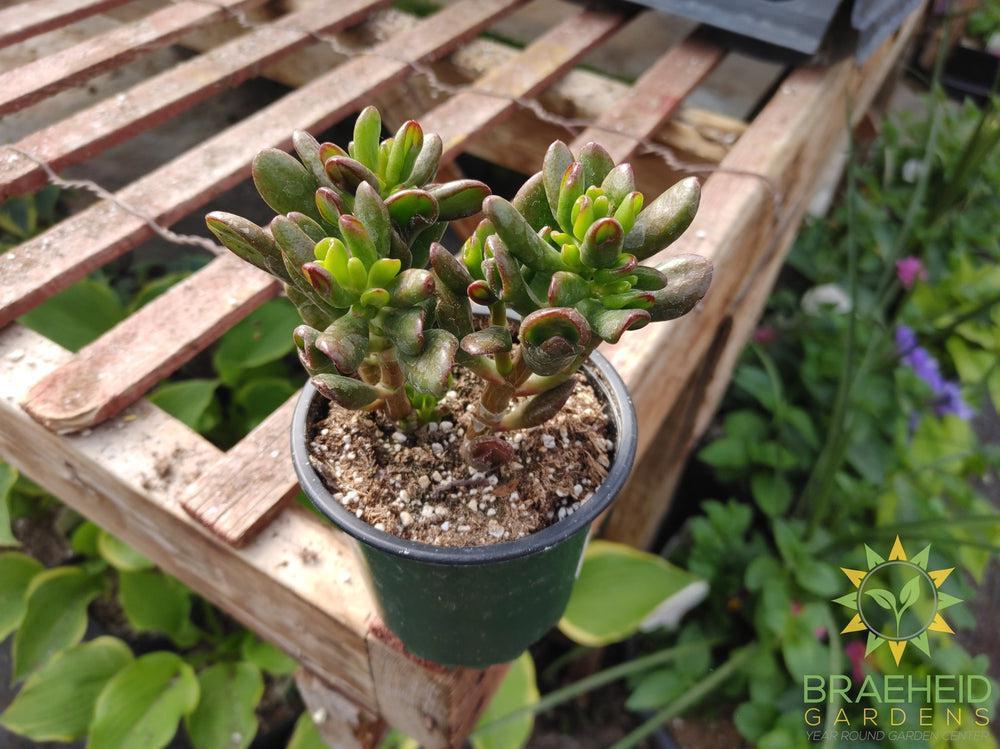 gandalf jade plant Gandalf Jade – Braeheid Gardens Ltd