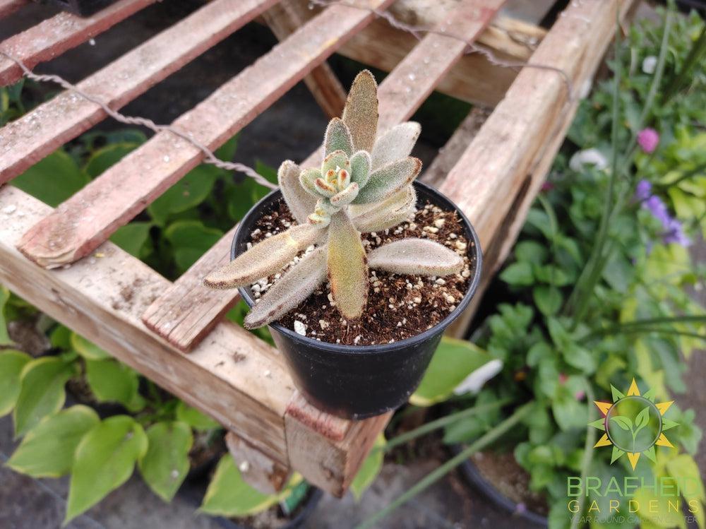 chocolate soldier Kalanchoe tomentosa