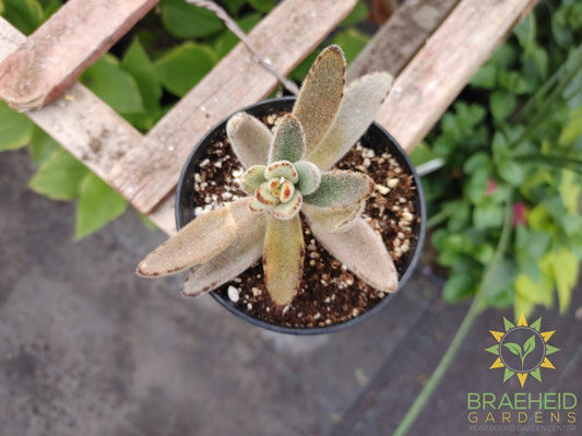 chocolate soldier Kalanchoe tomentosa