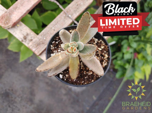 chocolate soldier Kalanchoe tomentosa