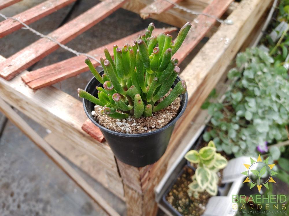 Gollum Jade