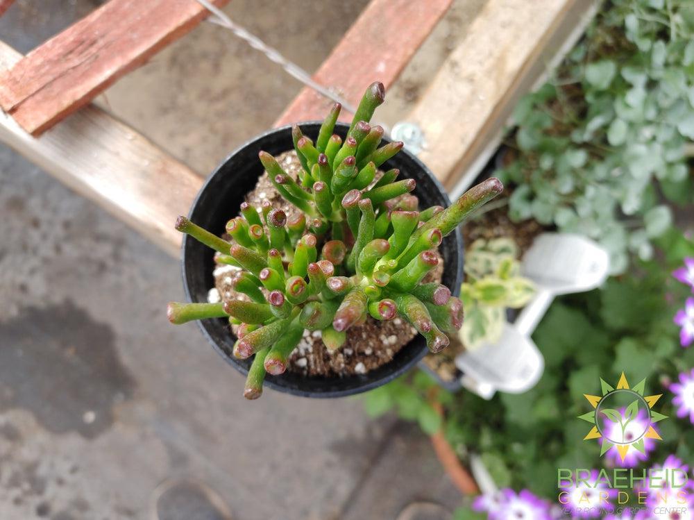 Gollum Jade
