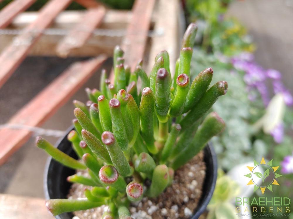 Gollum Jade