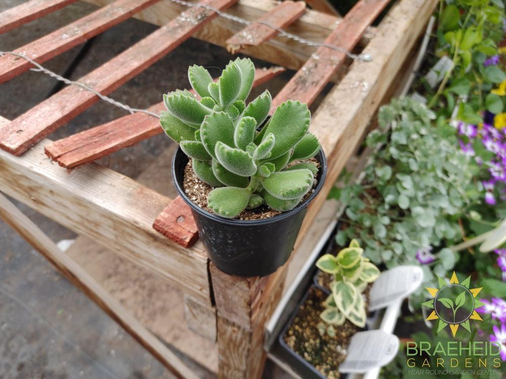 Bear Paw Succulent