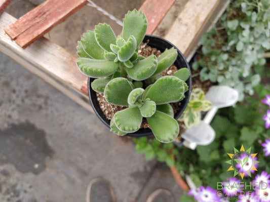 Bear Paw Succulent