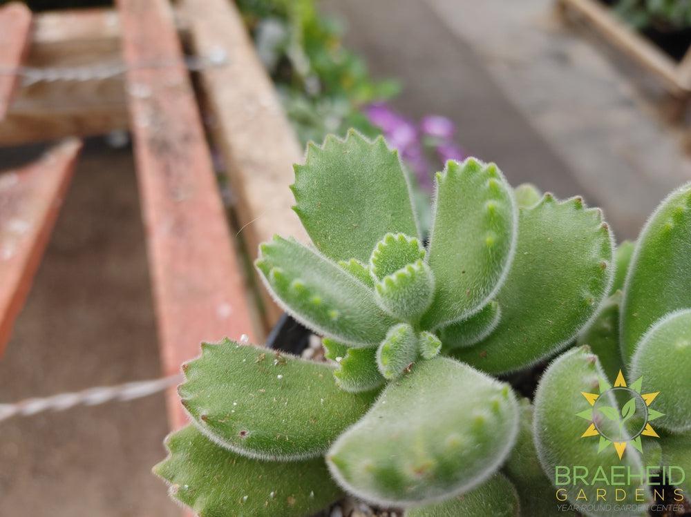 Bear Paw Succulent