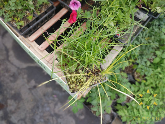 Aquabasket Cyperus - Water Plant