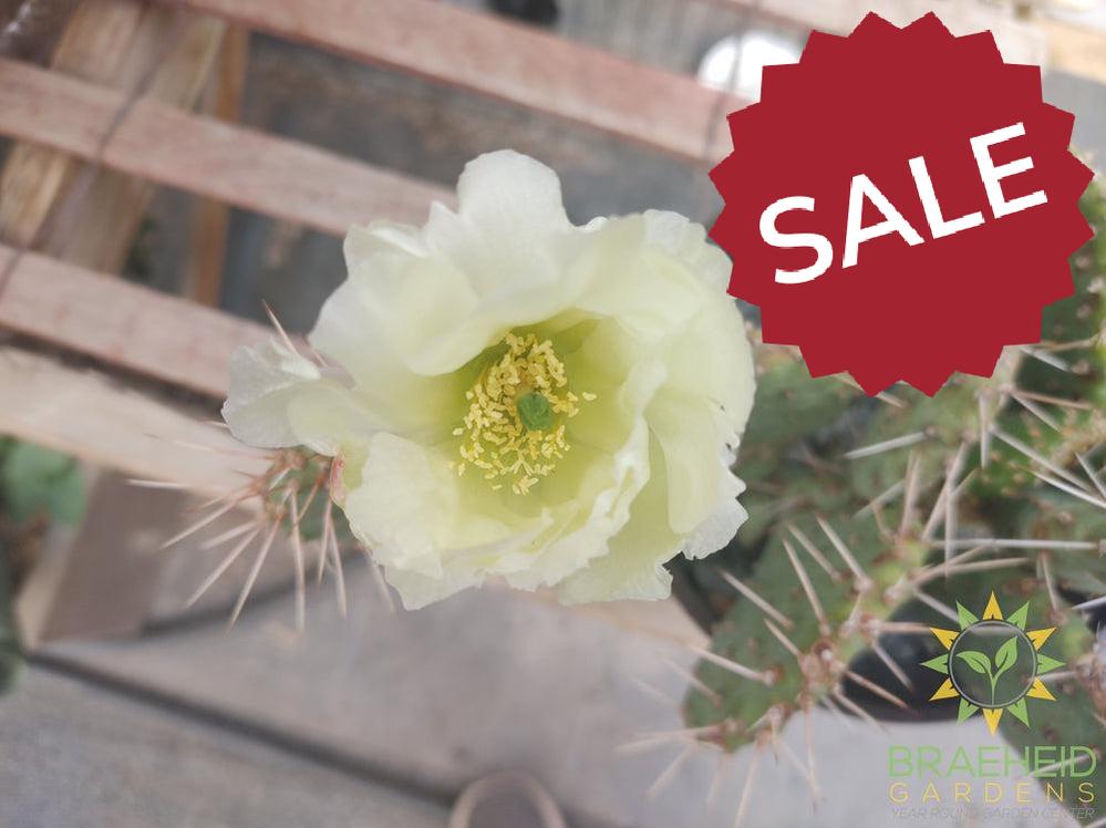 Opuntia Polycantha 'Cream to white' - Cold Hardy