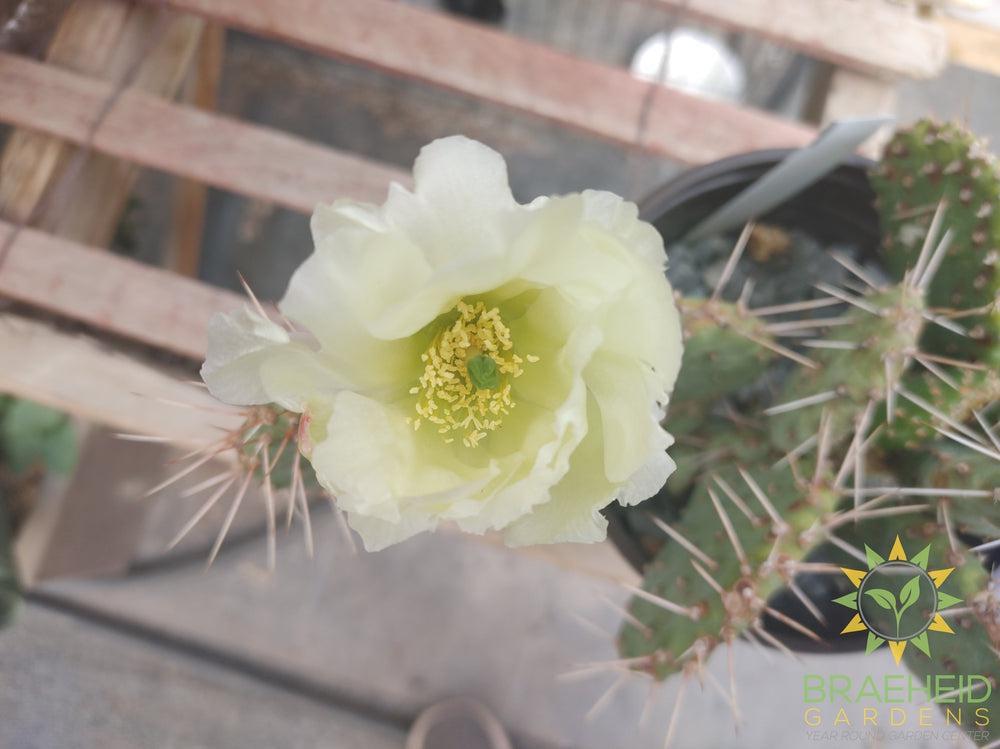 Opuntia Polycantha 'Cream to white' - Cold Hardy