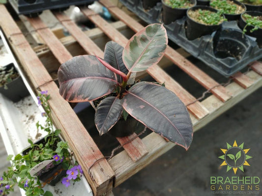 Ruby Rubber Tree - Ficus Robusta Ruby