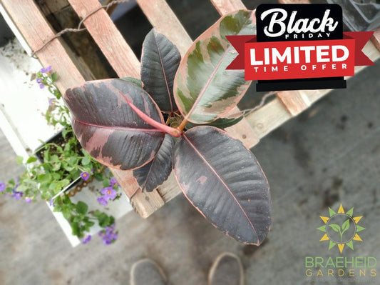 Ruby Rubber Tree - Ficus Robusta Ruby