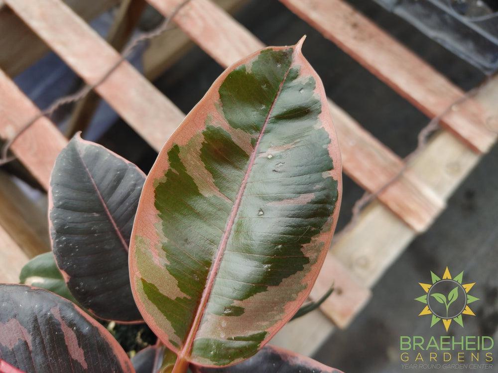 Ruby Rubber Tree - Ficus Robusta Ruby