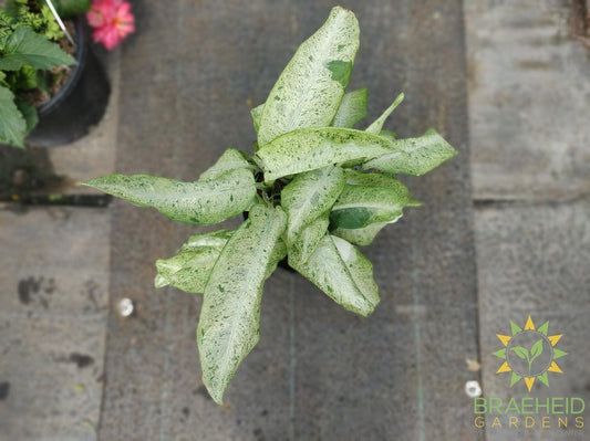 Large Dieffenbachia Tropic Snow - NO SHIP