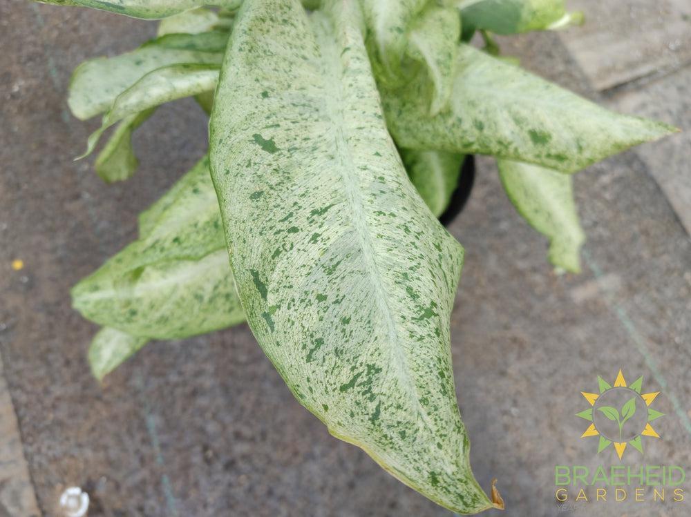 Large Dieffenbachia Tropic Snow - NO SHIP