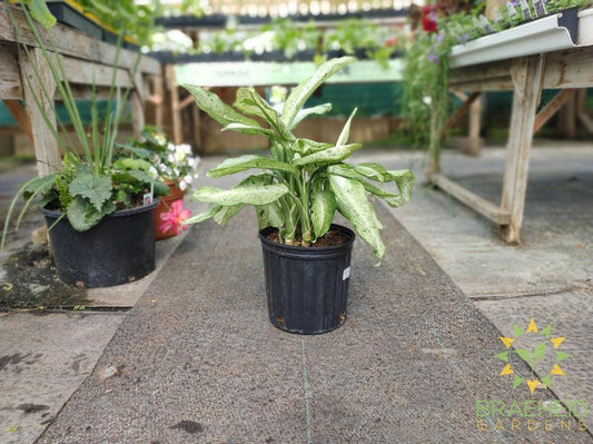 Large Dieffenbachia Tropic Snow - NO SHIP