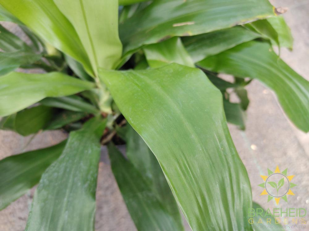 Large Janet Craig Dracaena - NO SHIP