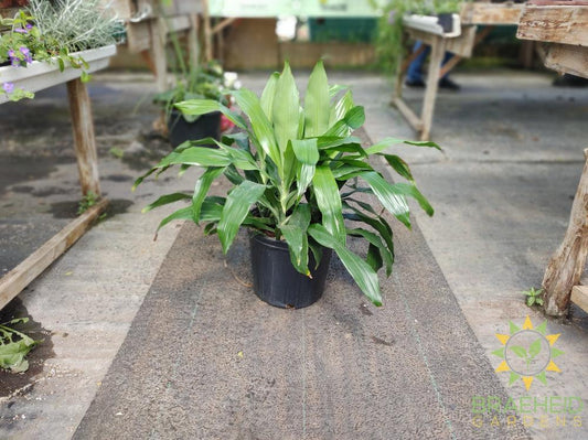 Large Janet Craig Dracaena - NO SHIP