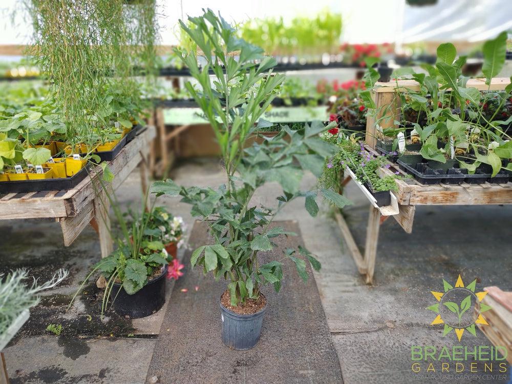 Fishtail Palm - NO SHIP