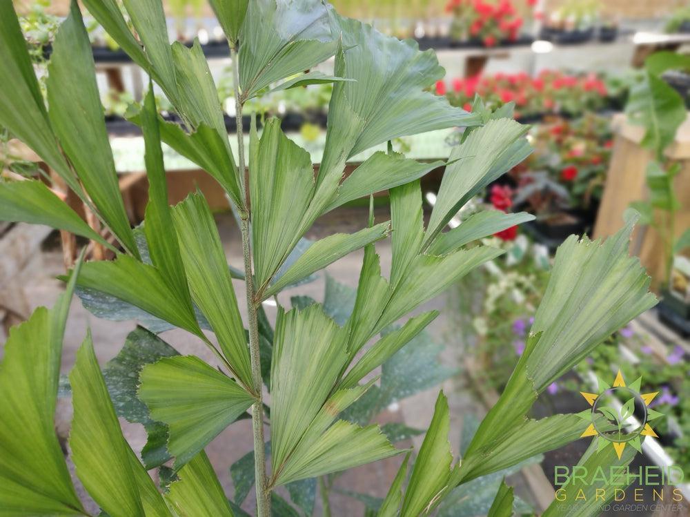 Fishtail Palm - NO SHIP