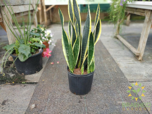 Large Sansevieria Blackgold - NO SHIP