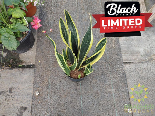 Large Sansevieria Blackgold - NO SHIP