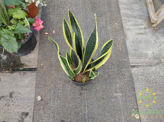 Large Sansevieria Blackgold - NO SHIP