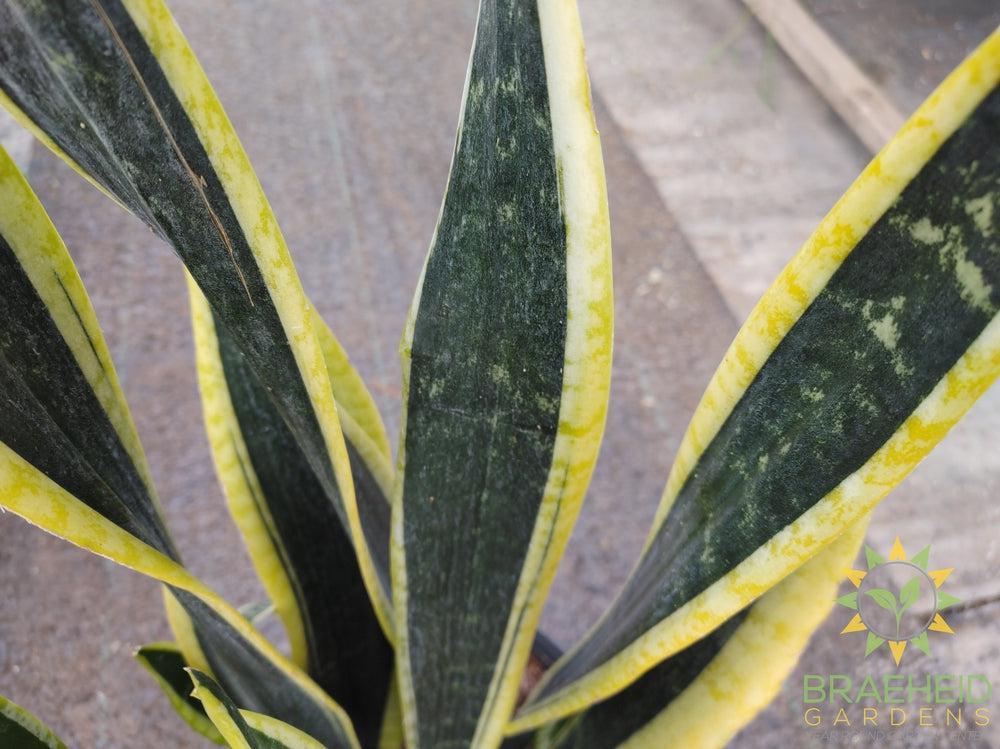 Large Sansevieria Blackgold - NO SHIP