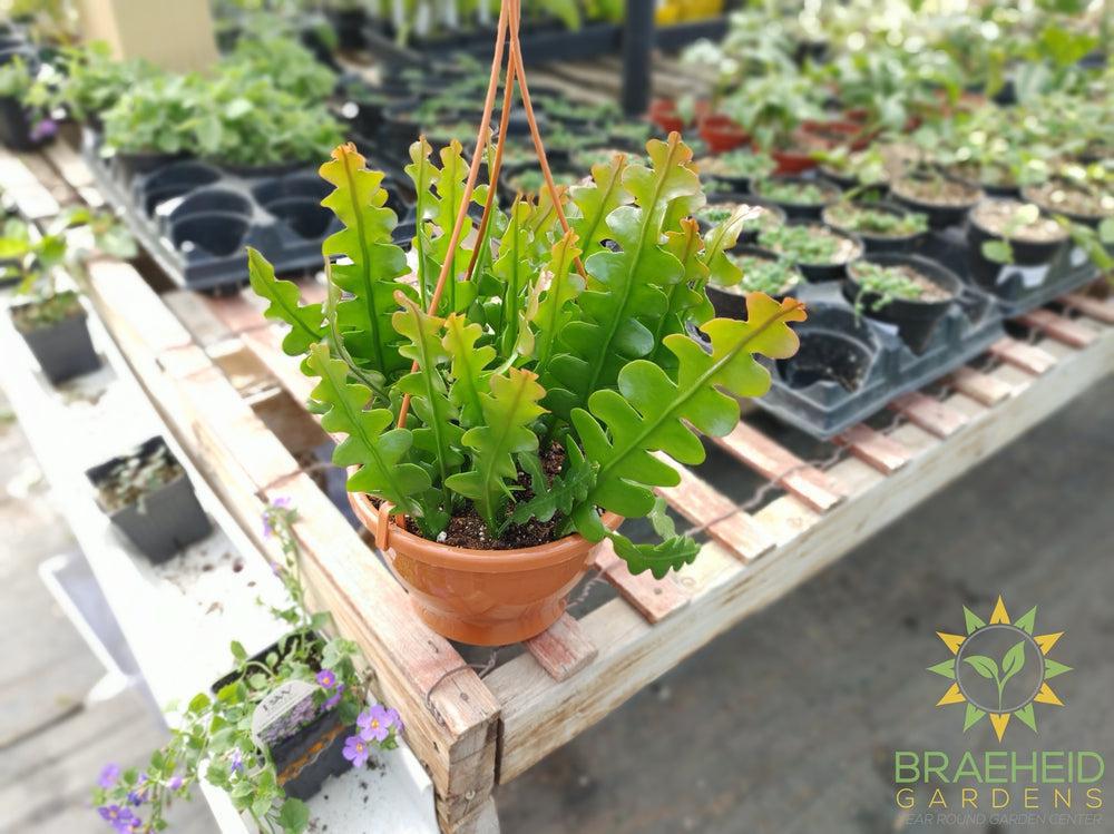 Fishbone Cactus Hanging Basket- Epiphyllum Anguliger