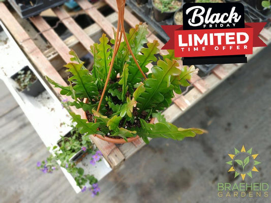 Fishbone Cactus Hanging Basket- Epiphyllum Anguliger