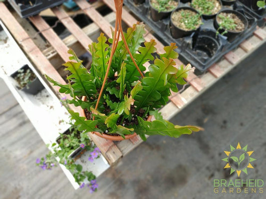 Fishbone Cactus Hanging Basket- Epiphyllum Anguliger