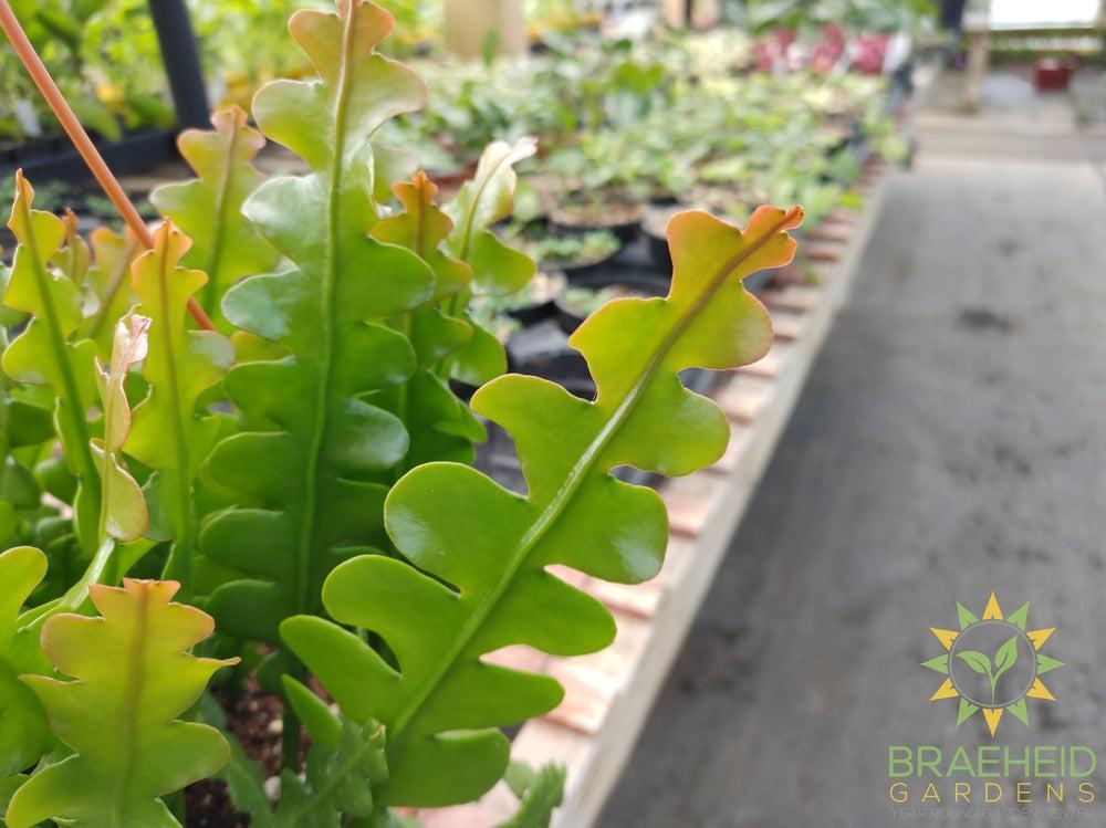 Fishbone Cactus Hanging Basket- Epiphyllum Anguliger