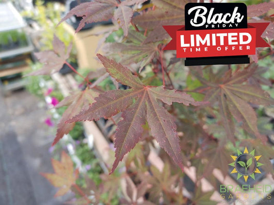 Japanese Maple Bonsai - NO SHIP -