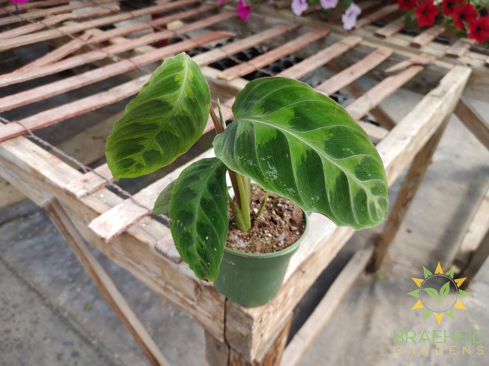 Calathea Warscewiczii