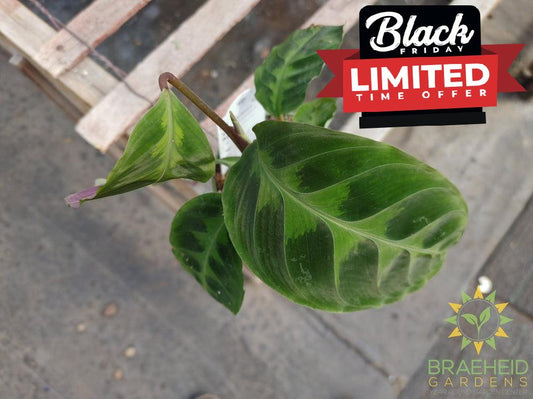 Calathea Warscewiczii