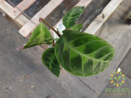 Calathea Warscewiczii