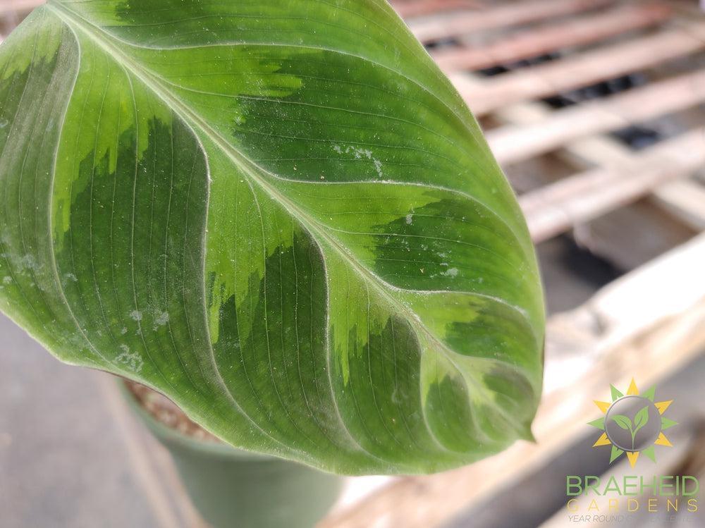 Calathea Warscewiczii