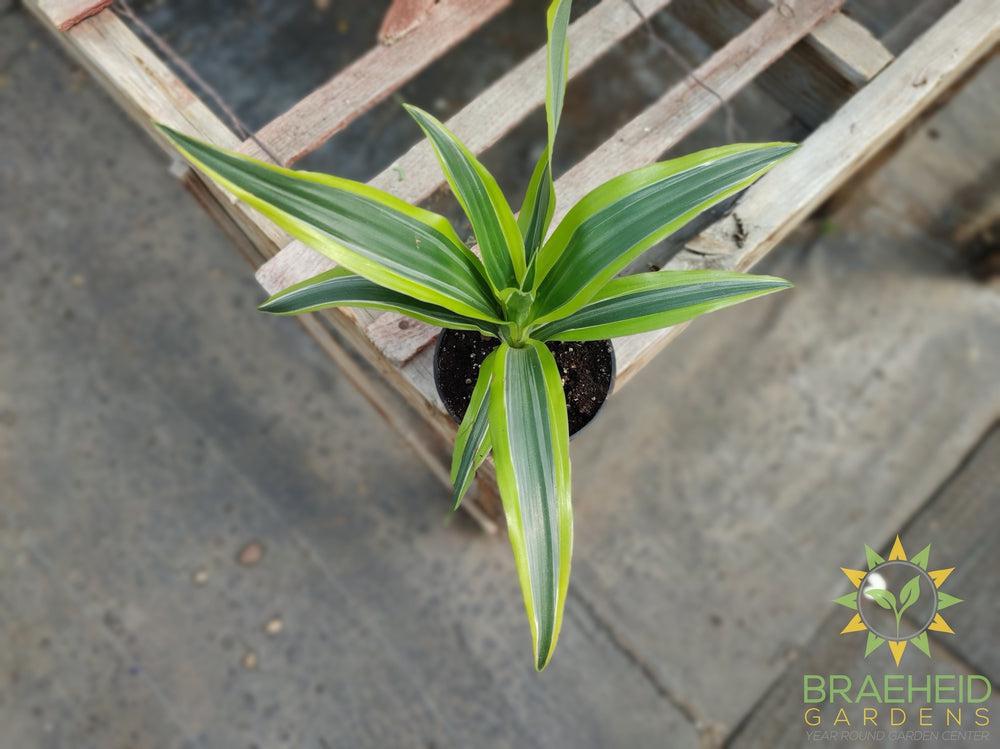 Dracaena Lemon Lime