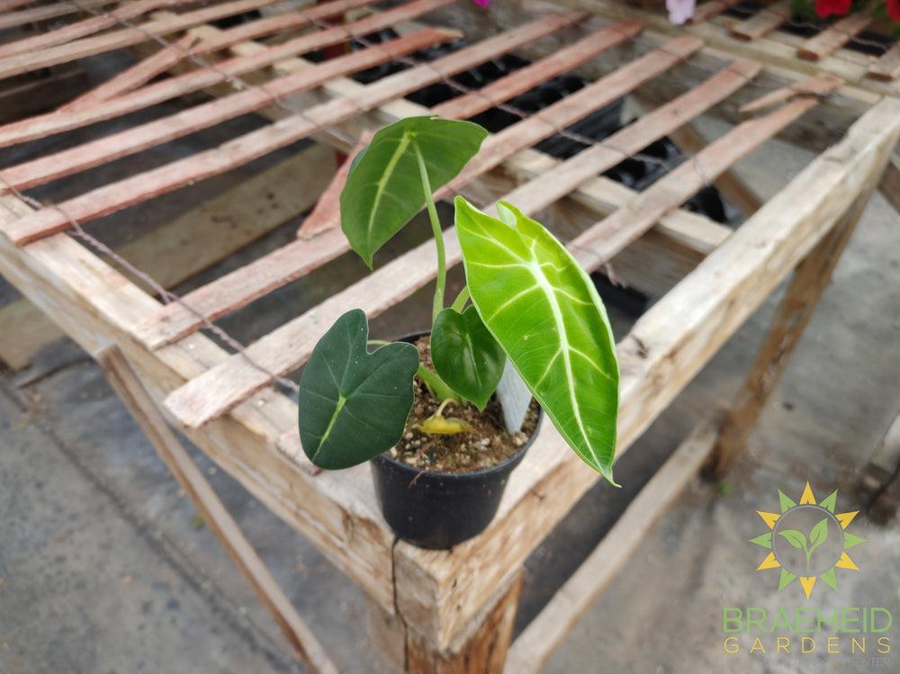 Alocasia Frydek