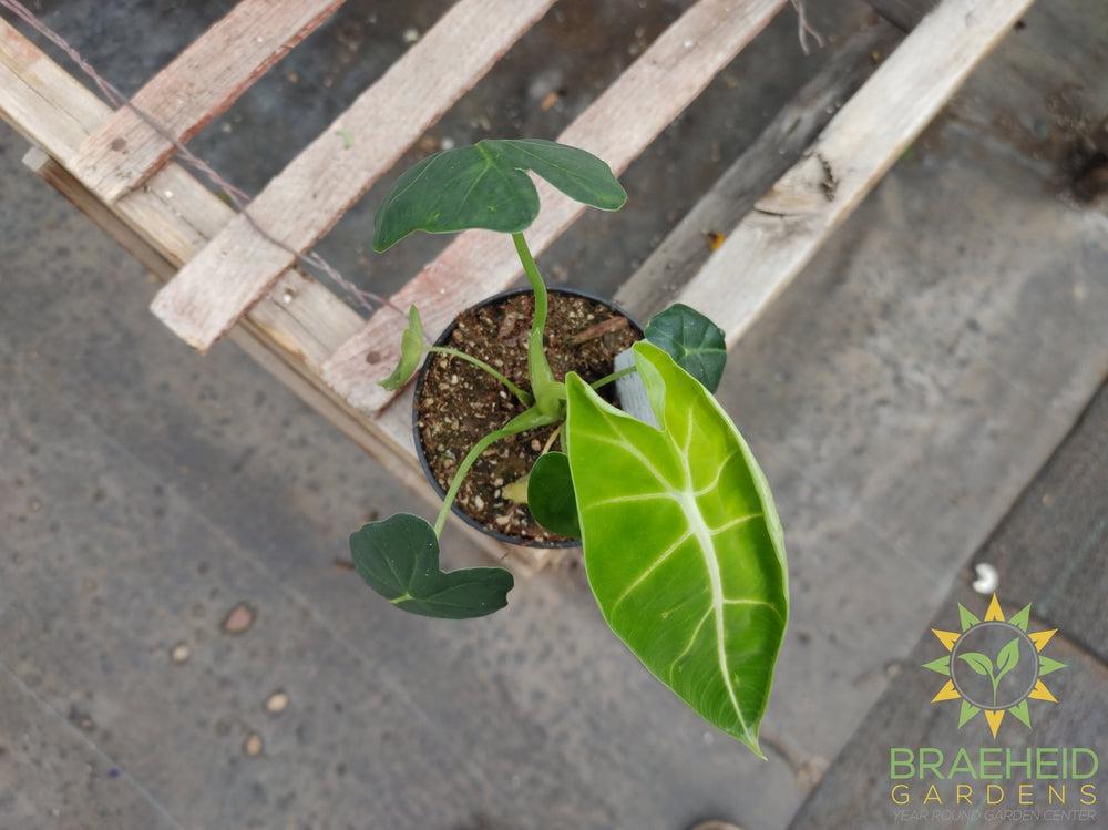 Alocasia Frydek