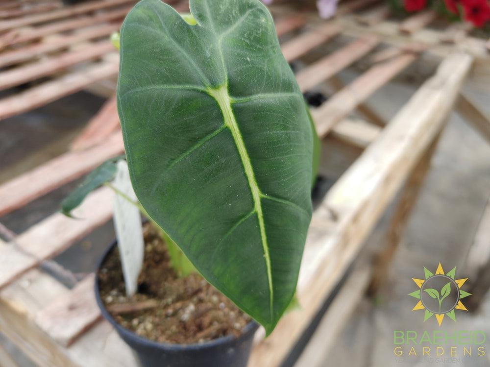 Alocasia Frydek