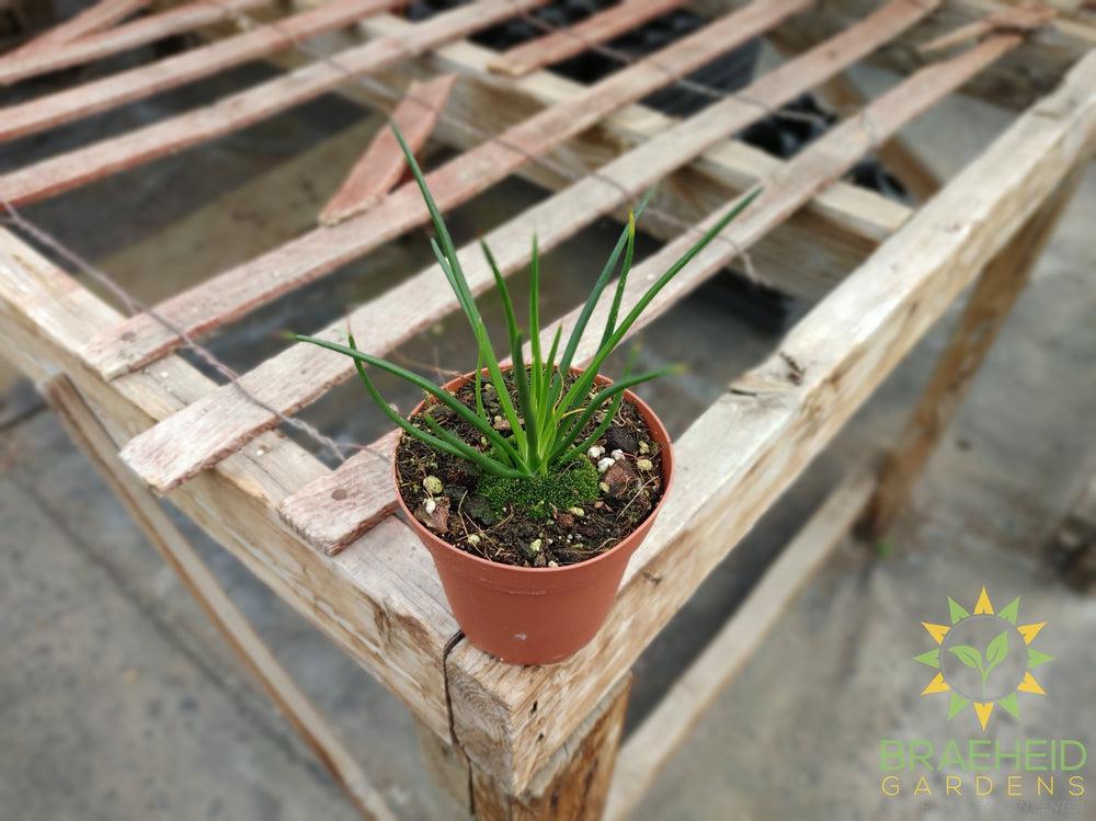 Agave Geminiflora