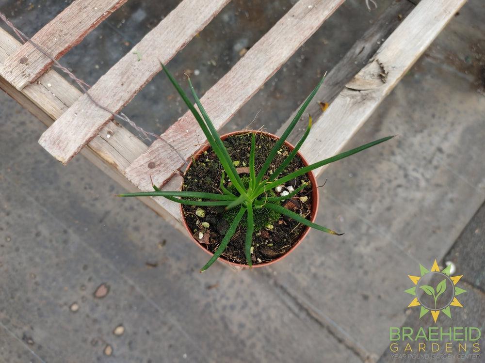 Agave Geminiflora