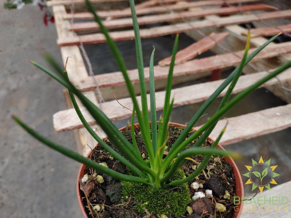 Agave Geminiflora