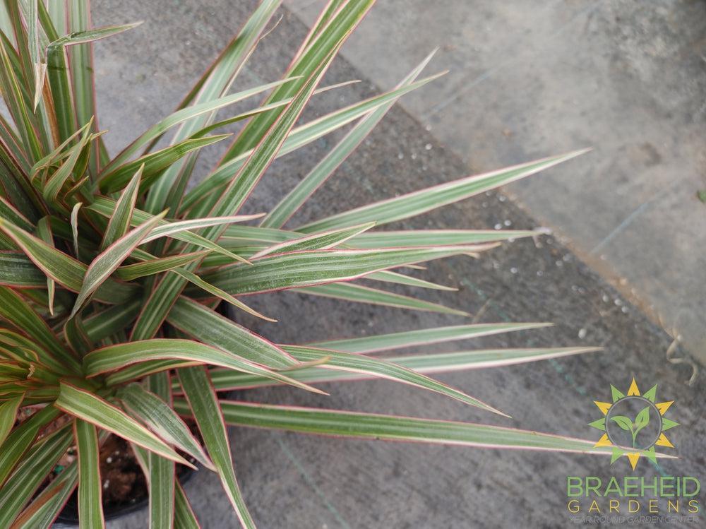 Large Dragon Tree Colorama -NO SHIP-